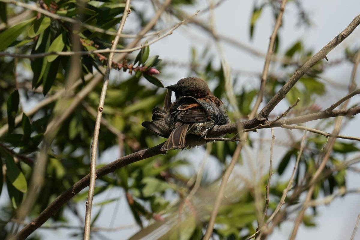 Organic Beard Balm: Why Your Whiskers Deserve Better Than Drugstore Gunk
