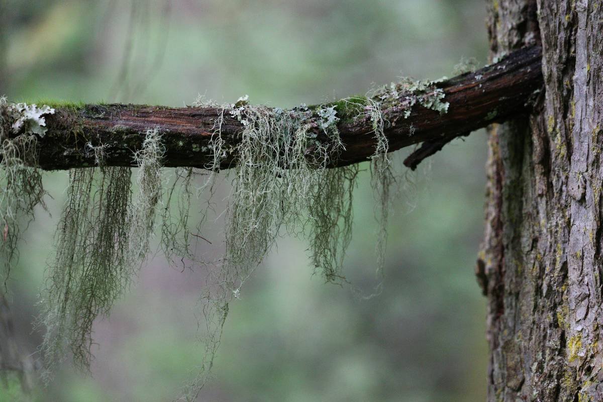 a tree branch with water on it